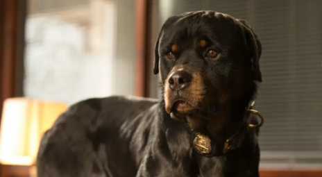 《汪星卧底》电影解说文案