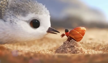 电影《鹬》解说文案