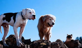 电影《再世人狗缘》解说文案