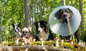 电影《复仇狗联盟》解说文案