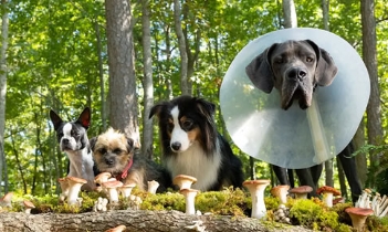 电影《复仇狗联盟》解说文案