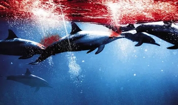 纪录片《海豚湾》解说文案