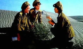 电影《骆驼草》解说文案