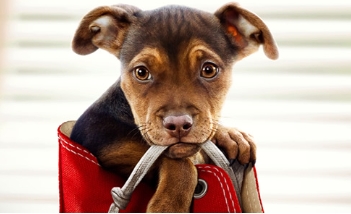 电影《一条狗的回家路》解说文案