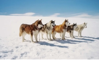 电影《南极大冒险》解说文案