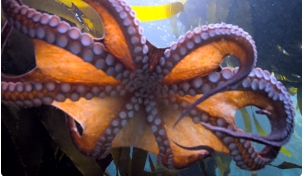 纪录片《我的章鱼老师》解说文案